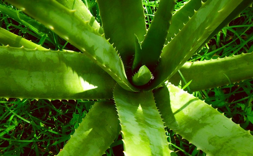 Aloe Vera Saft – Rezepte für Naturkosmetik